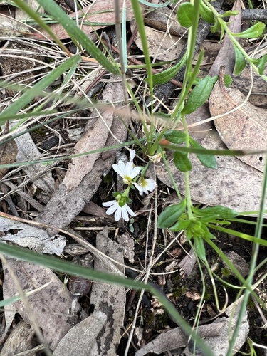 Scaevola albida (white fanflower) (alternate view 2)