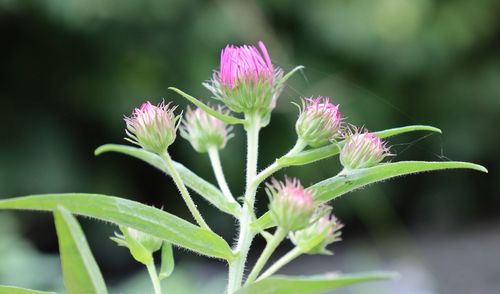 Symphyotrichum novae-angliae (New England aster)