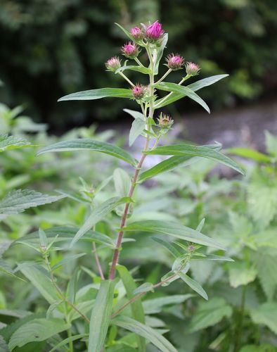 Symphyotrichum novae-angliae (New England aster)