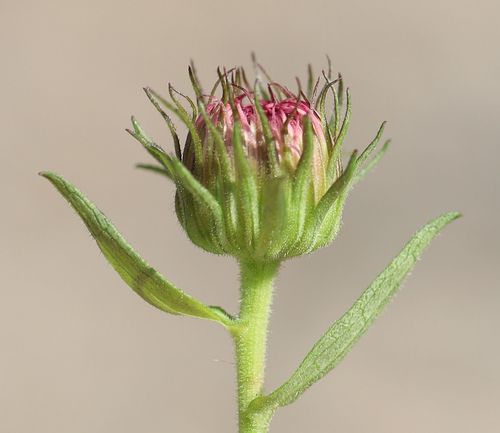 Symphyotrichum novae-angliae (New England aster)