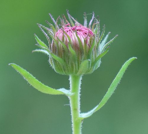 Symphyotrichum novae-angliae (New England aster)