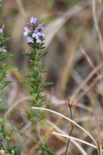 Satureja montana (Winter Savory)