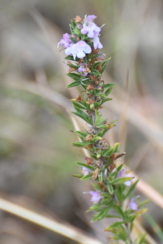 Satureja montana (Winter Savory) (alternate view 2)