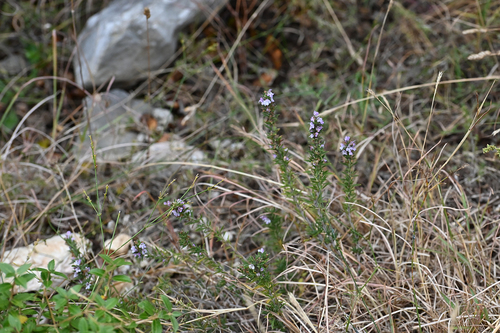 Satureja montana (Winter Savory) (alternate view 3)