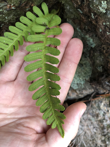 Polypodium virginianum (rock polypody)