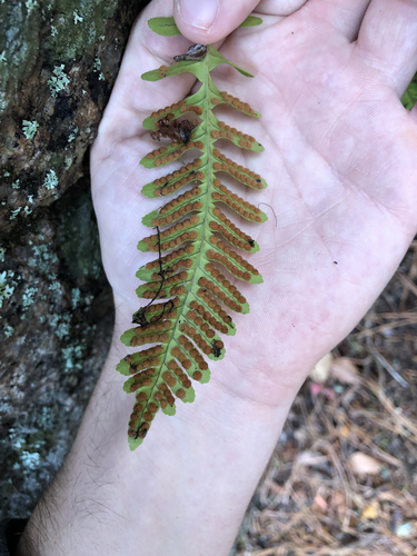 Polypodium virginianum (rock polypody)