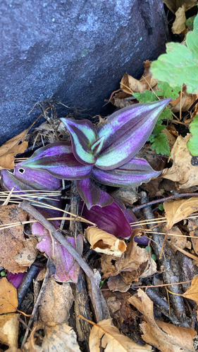 Tradescantia zebrina (Inch Plant)