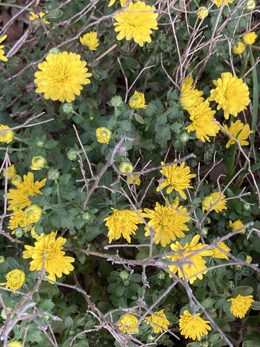 Chrysanthemum × morifolium (Garden Mum) (alternate view 5)