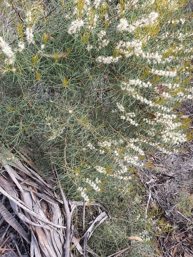 Hakea mitchellii (desert Hakea)