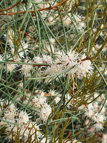Hakea mitchellii (desert Hakea) (alternate view 2)