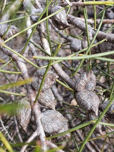Hakea mitchellii (desert Hakea) (alternate view 3)