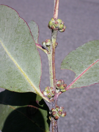 Eucalyptus neglecta (Omeo Gum)