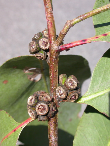 Eucalyptus neglecta (Omeo Gum)