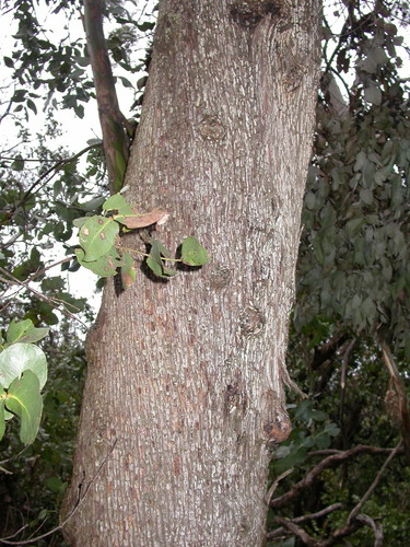 Eucalyptus neglecta (Omeo Gum)