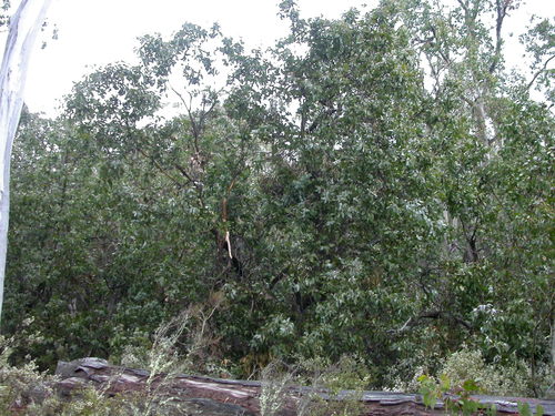 Eucalyptus neglecta (Omeo Gum)