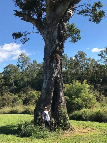 Eucalyptus tereticornis (Forest red gum)