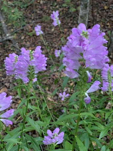 Physostegia virginiana (Obedient Plant)