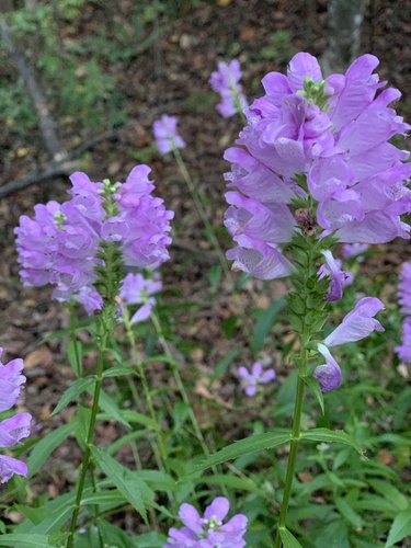 Physostegia virginiana (Obedient Plant)