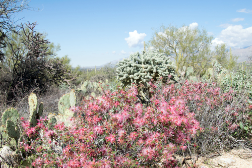 Calliandra eriophylla (pink fairy-duster) (alternate view 6)