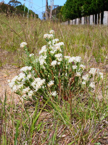 Pimelea glauca (smooth riceflower) (alternate view 4)