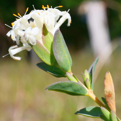 Pimelea glauca (smooth riceflower) (alternate view 3)