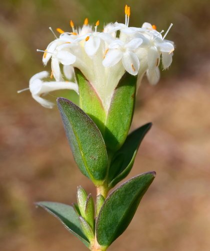Pimelea glauca (smooth riceflower) (alternate view 2)