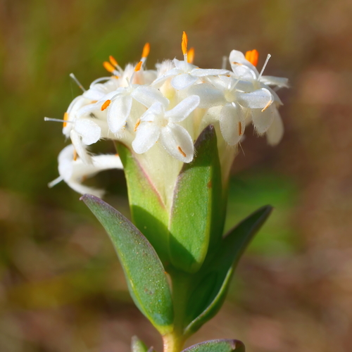Pimelea glauca (smooth riceflower)