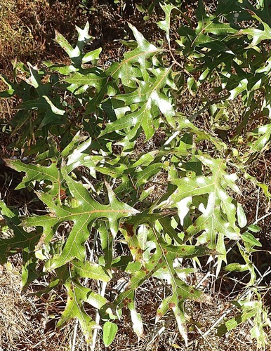 Quercus laevis (American turkey oak) (alternate view 3)