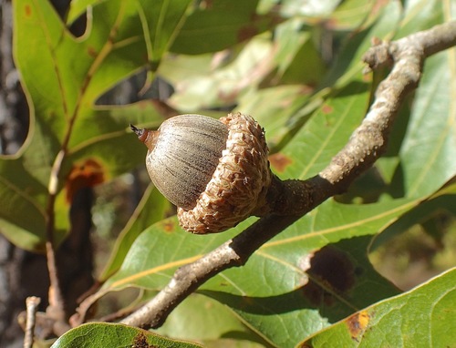 Quercus laevis (American turkey oak) (alternate view 4)