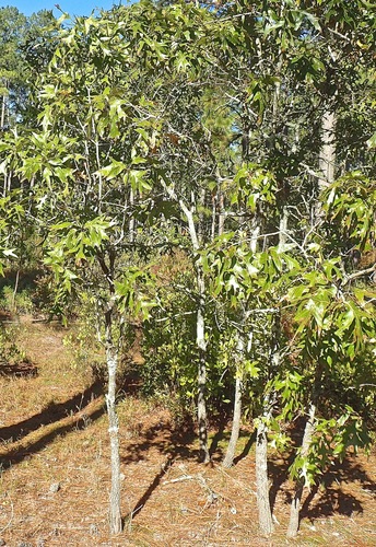 Quercus laevis (American turkey oak) (alternate view 5)