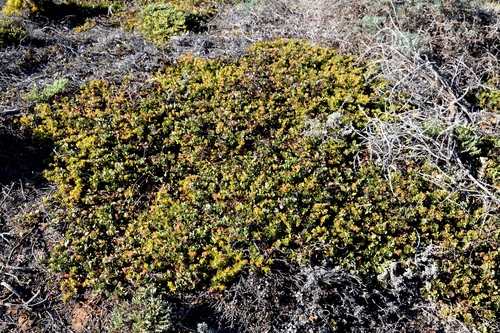 Arctostaphylos edmundsii (Pacific Mist Manzanita) (alternate view 4)