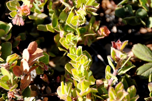 Arctostaphylos edmundsii (Pacific Mist Manzanita) (alternate view 5)