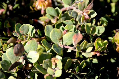 Arctostaphylos edmundsii (Pacific Mist Manzanita) (alternate view 6)