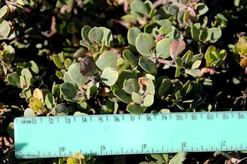 Arctostaphylos edmundsii (Pacific Mist Manzanita) (alternate view 7)