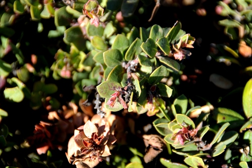 Arctostaphylos edmundsii (Pacific Mist Manzanita) (alternate view 8)