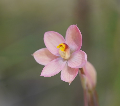 Thelymitra rubra (salmon sun-orchid) (alternate view 3)