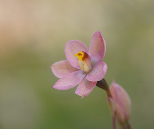 Thelymitra rubra (salmon sun-orchid) (alternate view 4)