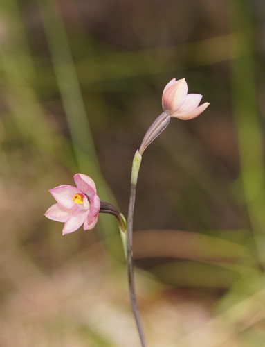 Thelymitra rubra (salmon sun-orchid) (alternate view 5)