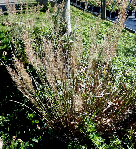 Calamagrostis brachytricha (Korean Feather Reed Grass)