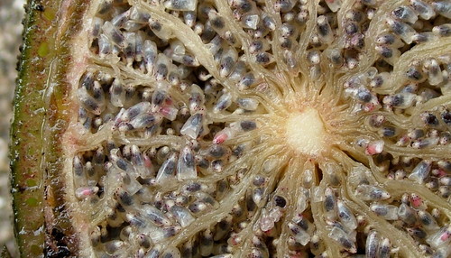 Nymphaea (Waterlilies) (alternate view 2)