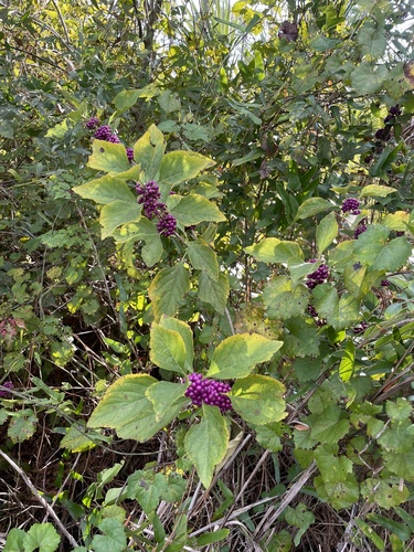 Callicarpa americana (American Beautyberry) (alternate view 3)