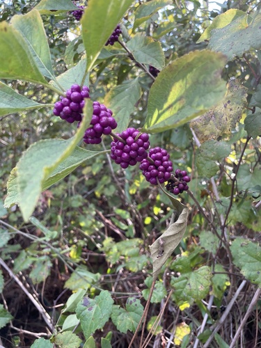Callicarpa americana (American Beautyberry) (alternate view 4)