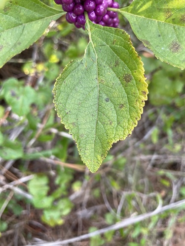 Callicarpa americana (American Beautyberry) (alternate view 5)