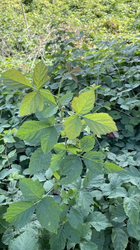 Rubus caesius (European dewberry)