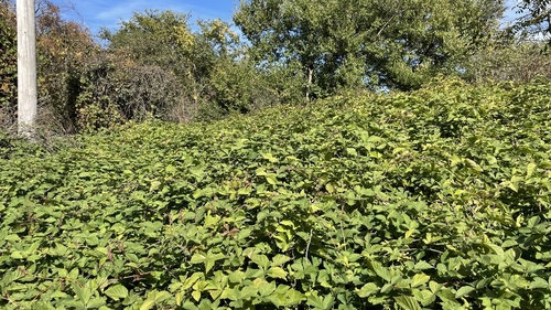Rubus caesius (European dewberry)