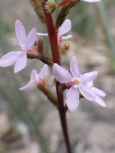 Stylidium armeria (Thrift-leaved Triggerplant) (alternate view 2)