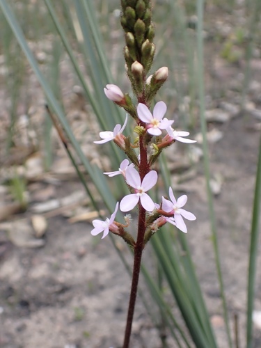 Stylidium armeria (Thrift-leaved Triggerplant) (alternate view 3)