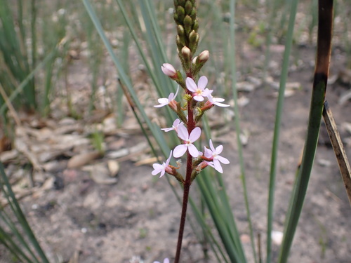 Stylidium armeria (Thrift-leaved Triggerplant) (alternate view 4)