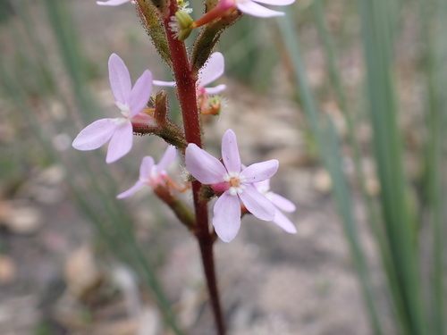 Stylidium armeria (Thrift-leaved Triggerplant) (alternate view 5)