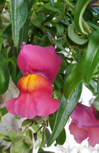 Antirrhinum majus (snapdragon)